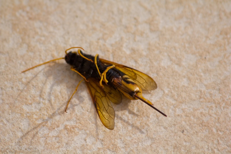 Quel nom pour cet insecte (très grosse guêpe) ? Frolon13