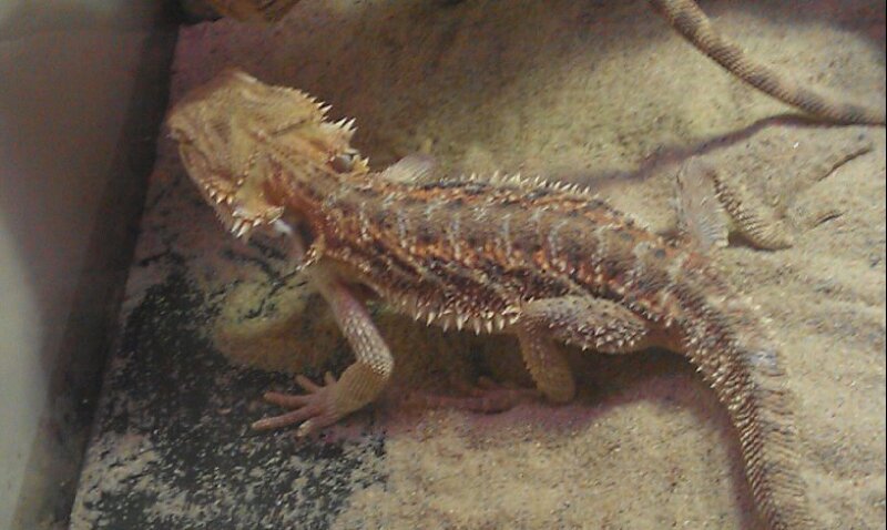 Petite visite des reptiles de Paris  1_65110