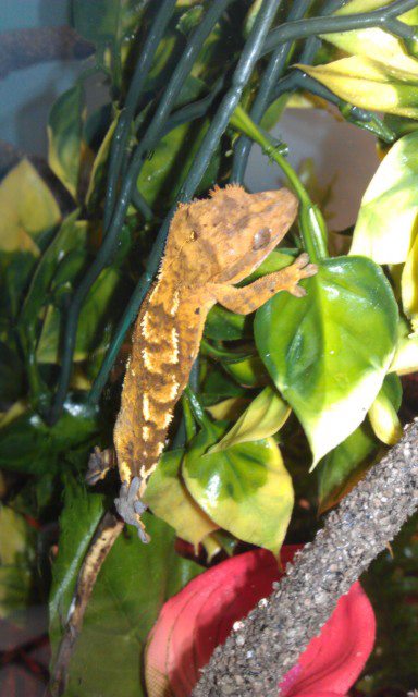 Le gecko à crête / Rhacodactylus Cilliatus 40119510