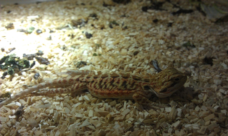 Petite visite des reptiles de Paris  Imag0155