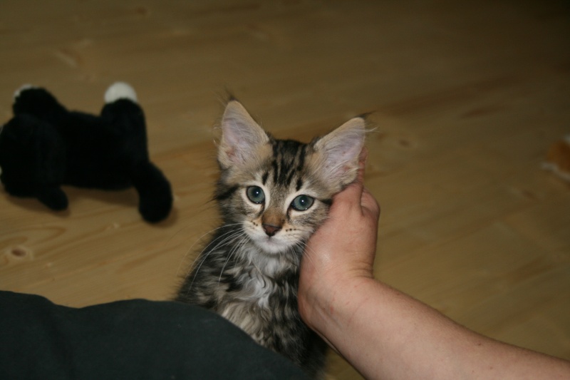 Gavroche (ex hippie, chaton orphelin!) Img_7313