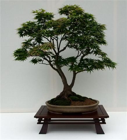 Wirral Bonsai Members Annual Show 2011 1410