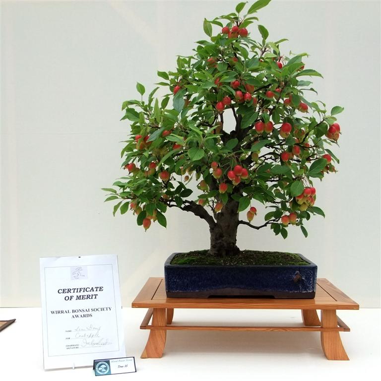 Wirral Bonsai Members Annual Show 2011 1610