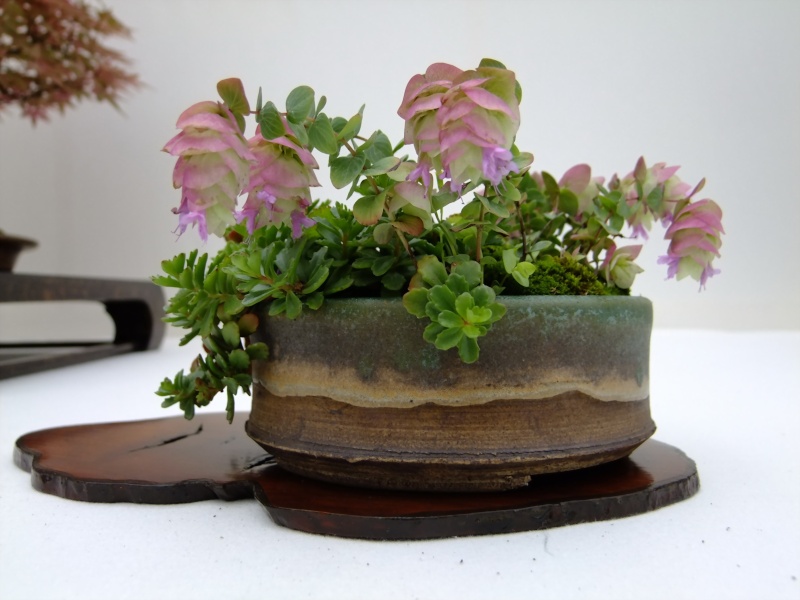 Wirral Bonsai Members Annual Show 2011 1_910