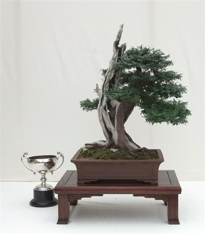Wirral Bonsai Members Annual Show 2011 211