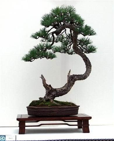 Wirral Bonsai Members Annual Show 2011 611