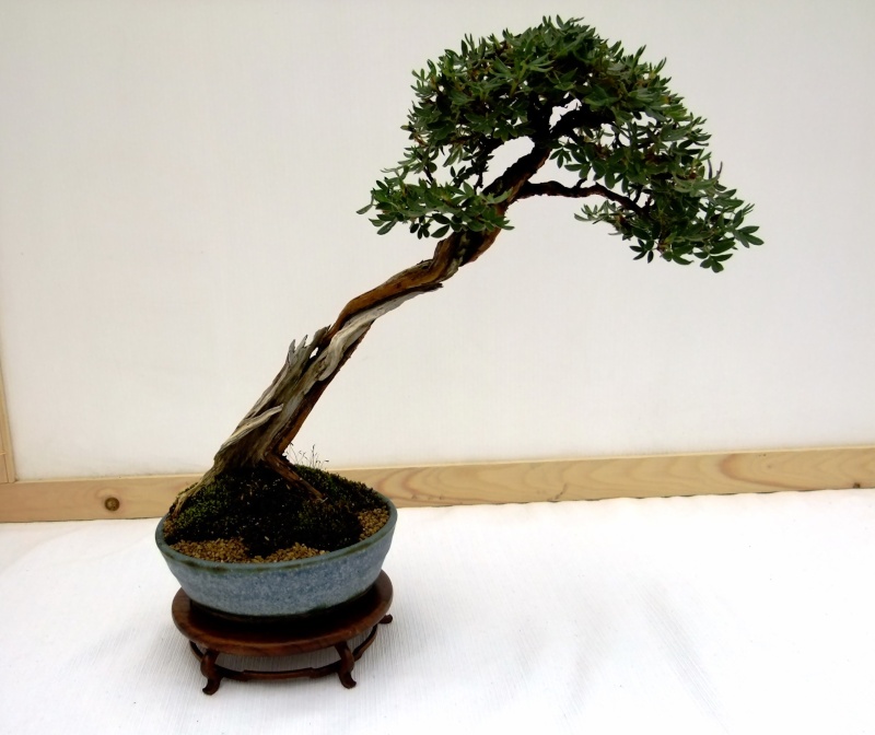 Wirral Bonsai Members Annual Show 2011 W-b-s_16