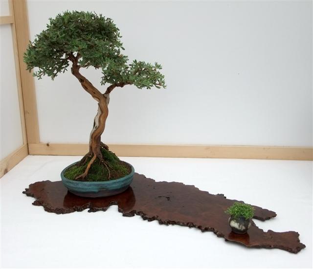 Wirral Bonsai Members Annual Show 2011 W-b-s_25