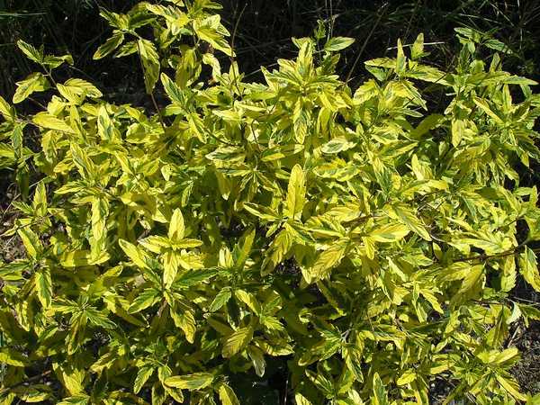 arbustes à feuillage panaché Caryop23
