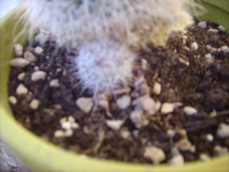 boule de cactus (Mammillaria bombycina) Lpic7022