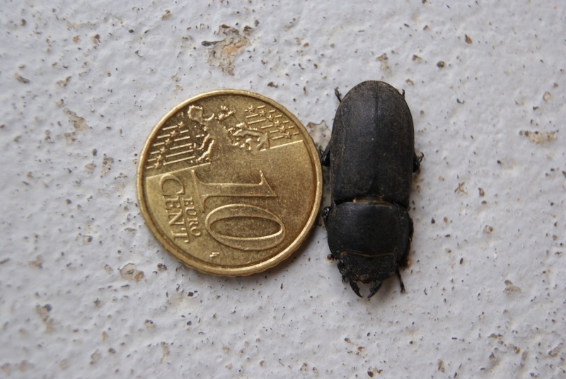 [Dorcus parallelipipedus] Identification de coléoptère (Lucanidae) Dsc04912