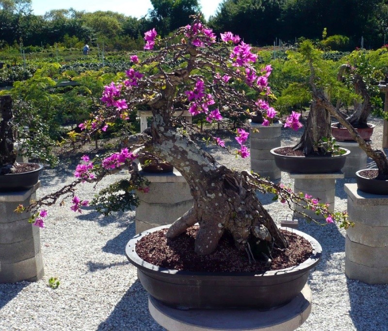 Visit to Erik Wigert's Bonsai garden, FL 10boug10