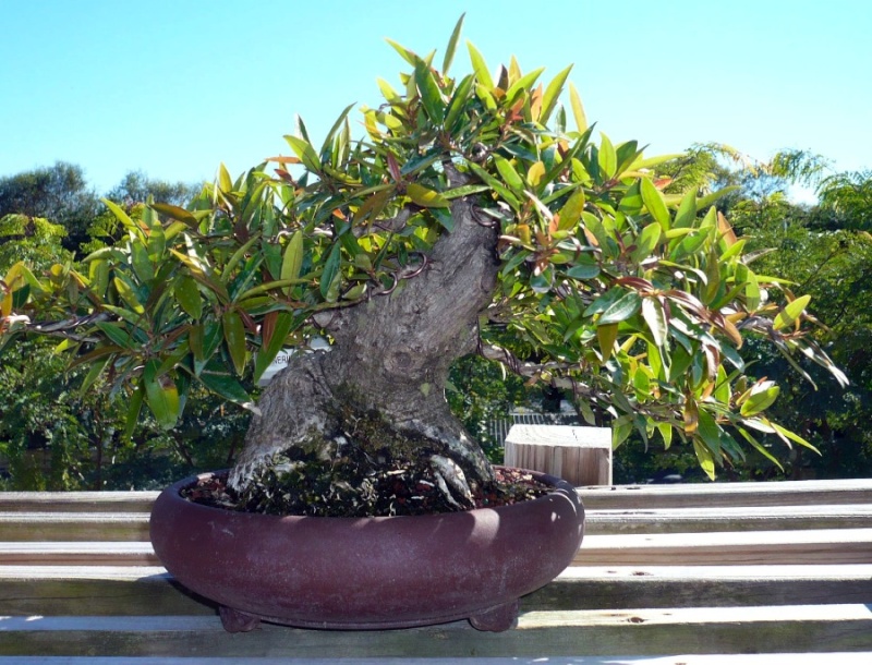 Visit to Erik Wigert's Bonsai garden, FL 2ficus10