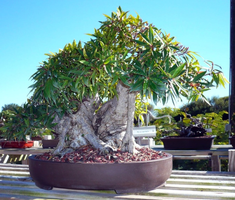 Visit to Erik Wigert's Bonsai garden, FL 4ficus10