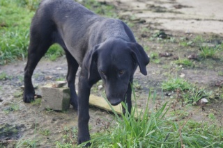 SHELBY femelle labrador x beauceron noir 1an (GALIA 85) - ADOPTEE Shelby10