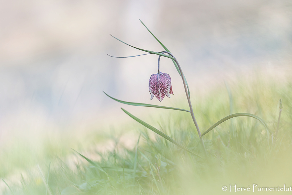 Dame fritillaire... (Jura, avril 2019) Img_0313