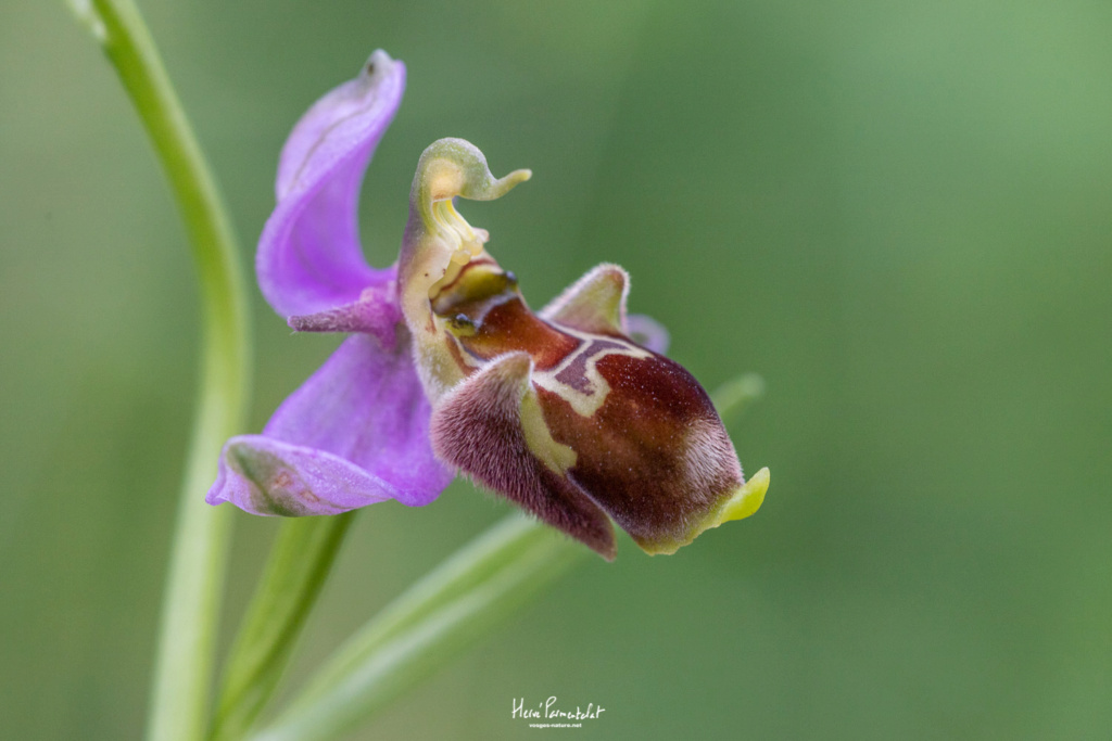 Ophrys apifera X fuciflora (X albertiana) Img_3218
