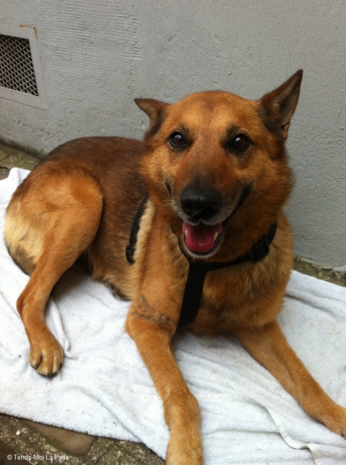 SULTAN mâle croisé malinois/berger allemand de 9 ans Image912