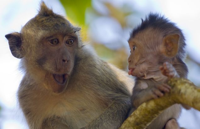 صورة مضحكة لقرد صغير يخرج لسانه لأمه ليغيضها 17457310