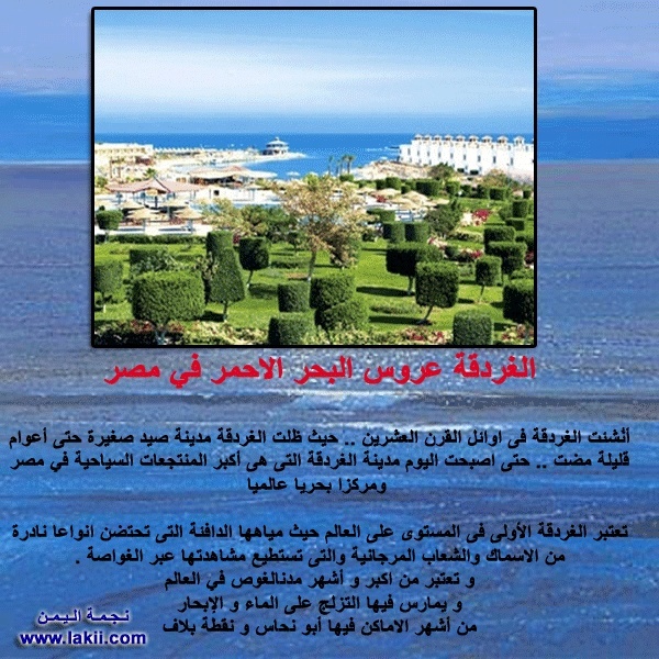 عرائس البحر الأحمر  2e3eb110