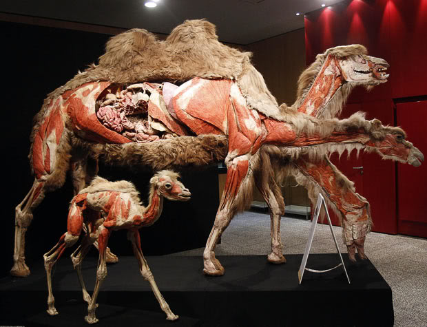  متحف للحيوانات لكن بطريقة غريبة يعرضها بدون جلد 43-110