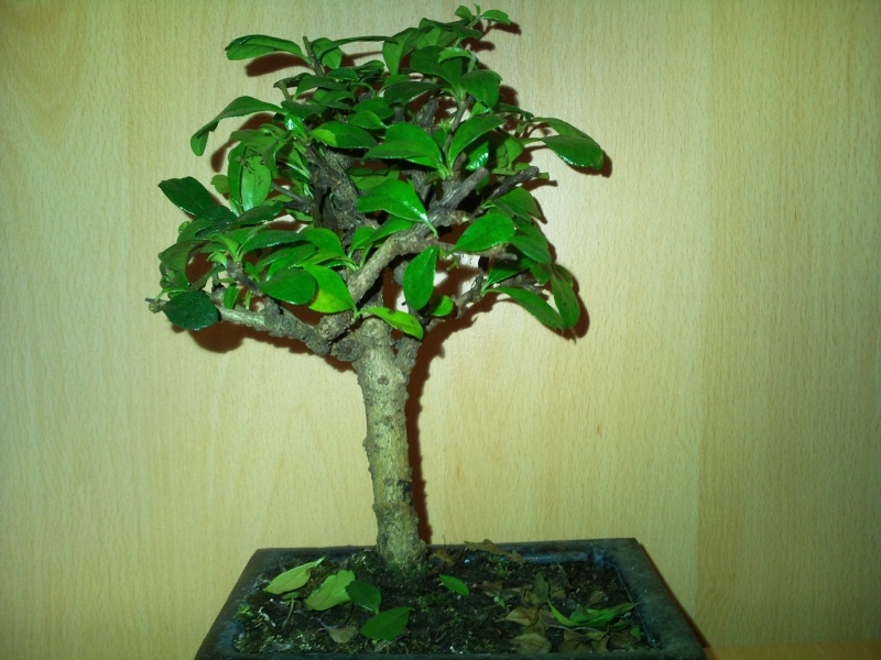 Species identification help, please Photo015