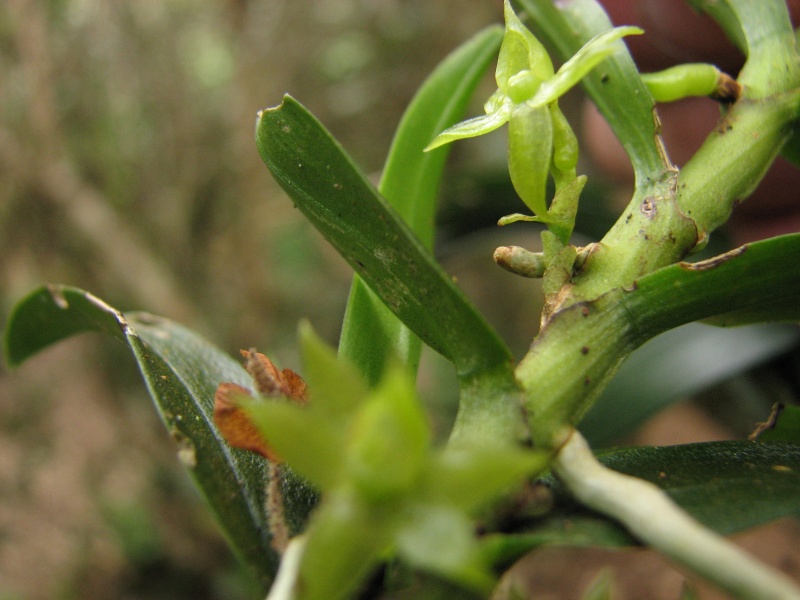 Angraecum caulescens et A. costatum? Img_5815