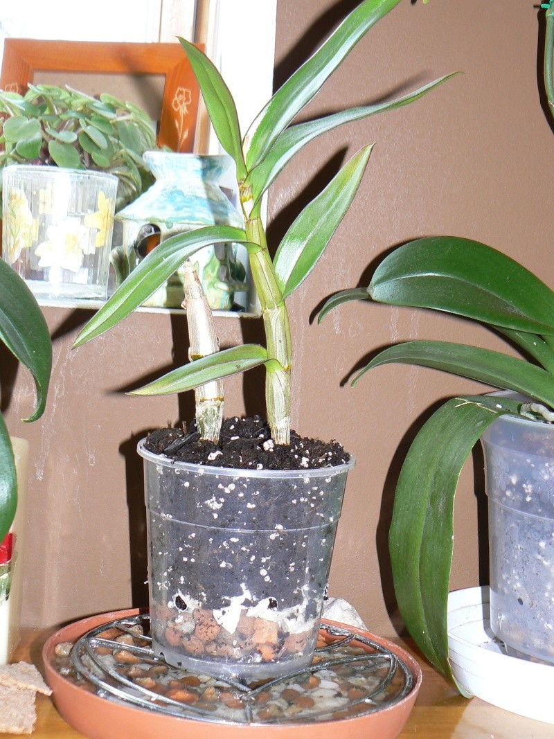 Dendrobium Phalaenopsis - miejsce i podłoże do uprawy P1090115