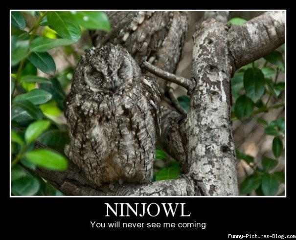 Owls. Post 'em here. Ninjow10