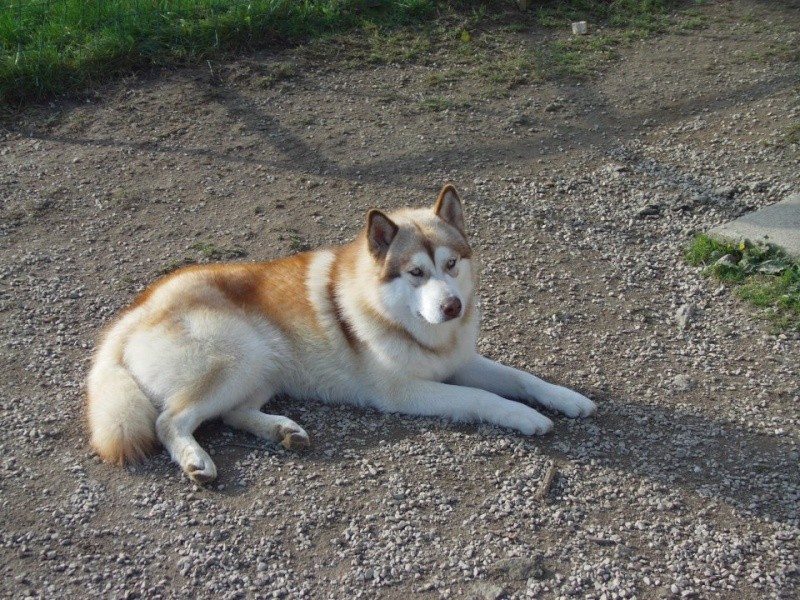 inscription du malamute au LOf a titre initial 31586010