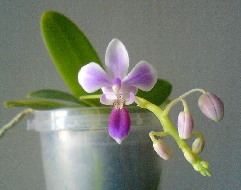 Phalaenopsis - Phalaenopsis New Horizon Eq010