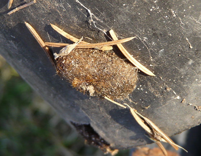 Wooly Bear cocoon P1280710