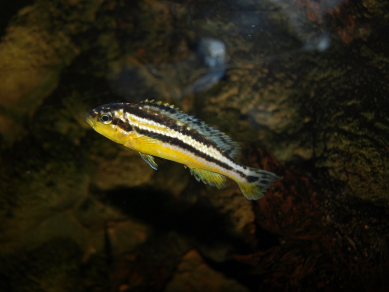 Melanochromis auratus P1012010