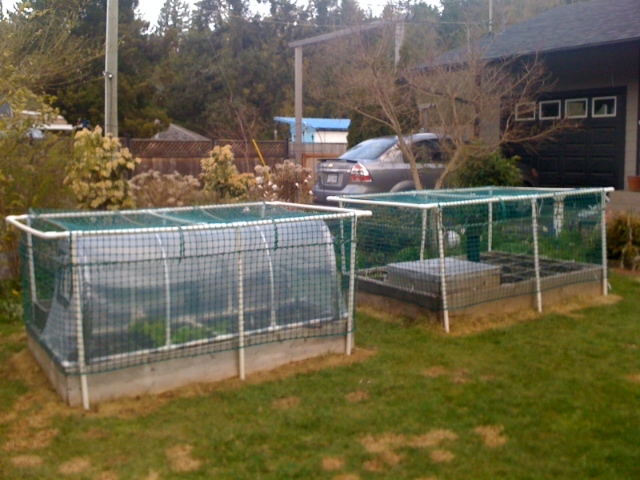 Chicken wire cage for vining vegetables? Apr16-10