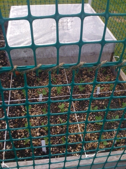 Brand new to SFG! My first efforts... Garden22