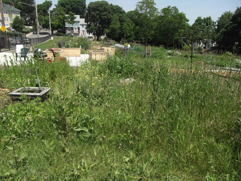Need tips on how to prepare and overgrown plot! Dscf3113