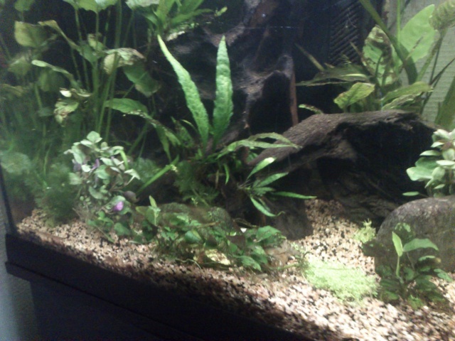 Mon aquarium Dsc_0512