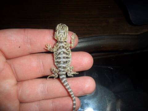 Bebe Pogona Yellow Orange Blood Pastel