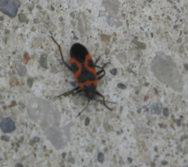 Bug ID... Help Img_6510