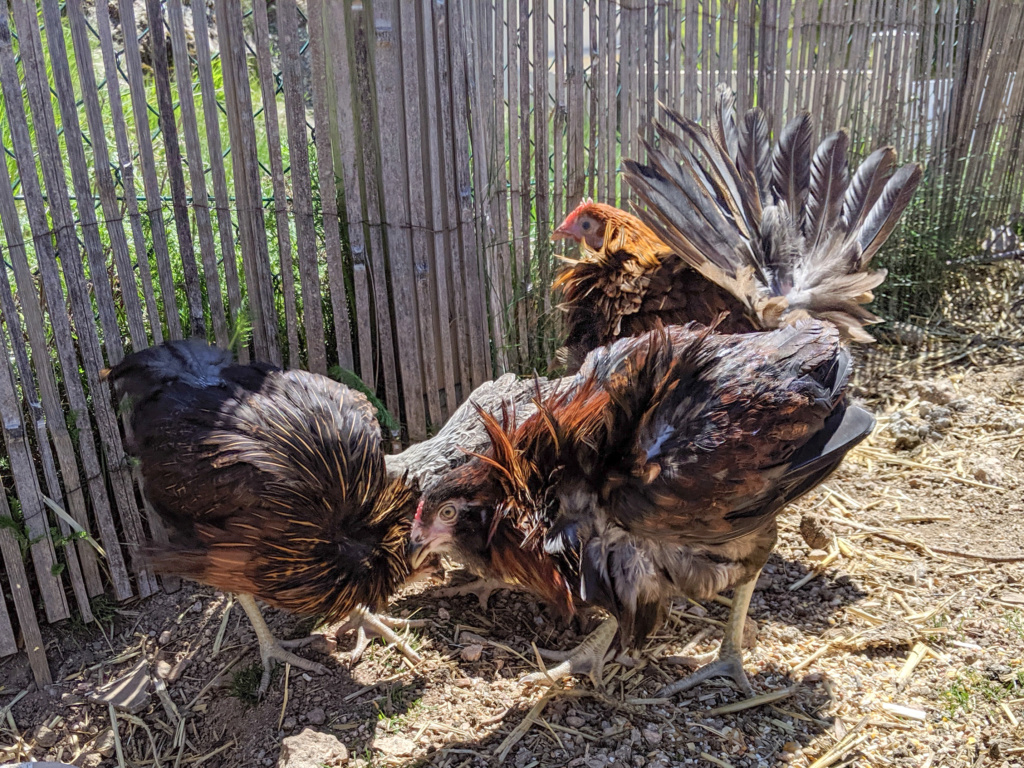 Arrivée des nouvelles Poulettes !  Mvimg_13