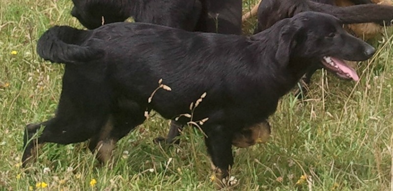 Cocinelle femelle croisée Labrador (SPA de Vannes 56) Photo010