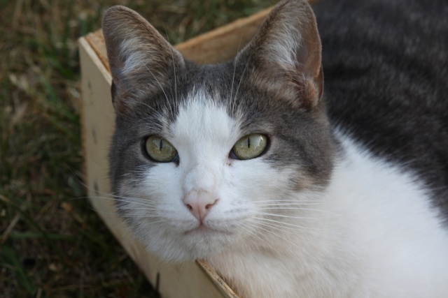 Milouse - Adorable chat de 5 ans Milous10