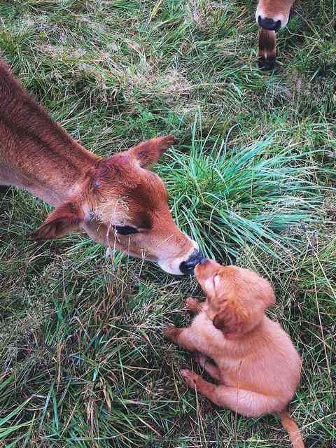 Concours 'Les animaux' !!! - Page 3 69848910