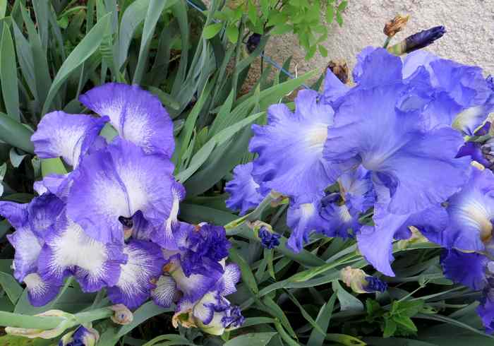 2020 - Iris ! - Page 3 Img_4645