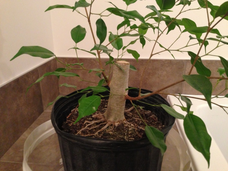 Ficus benjamina  110