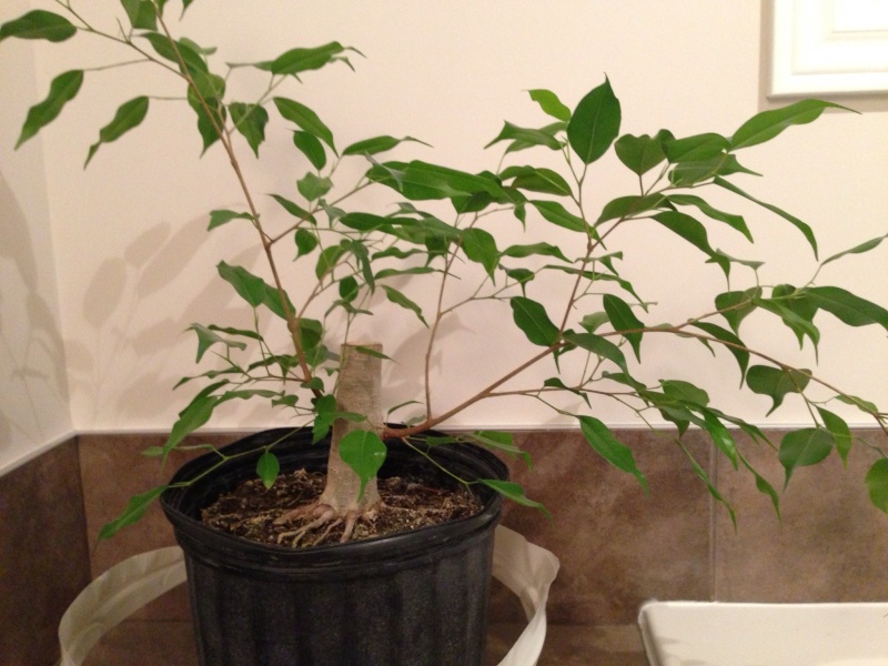 Ficus benjamina  210