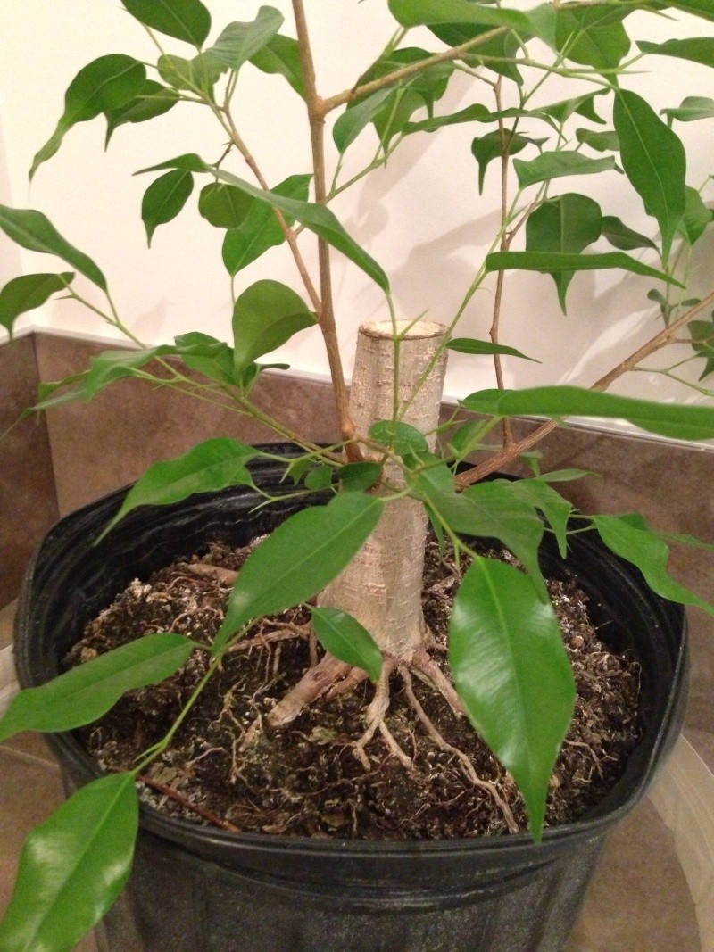 Ficus benjamina  410