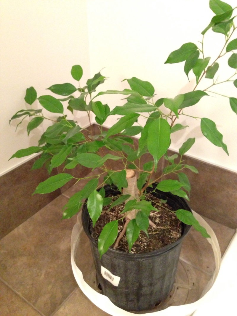 Ficus benjamina  710