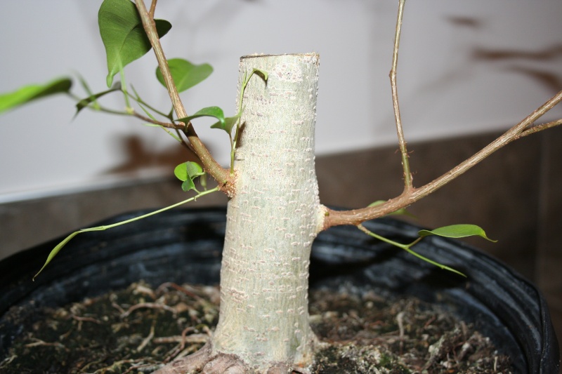 Ficus benjamina - small bugs in soil Img_5012