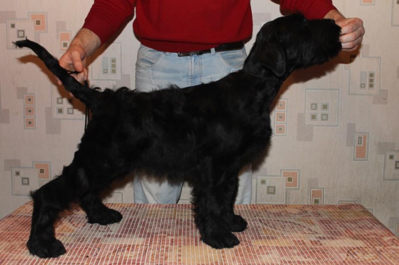 Giant schnauzer puppies for sale 53112210